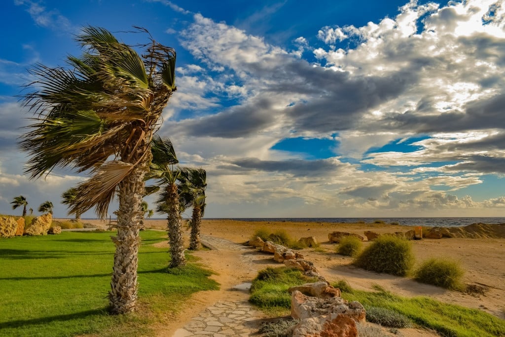 Palms do pretty well in the face of violent storms.