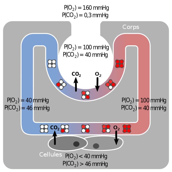 Partial_pressures_of_the_gases_exchanged_in_the_lungs_and_cells_-_FR.svg