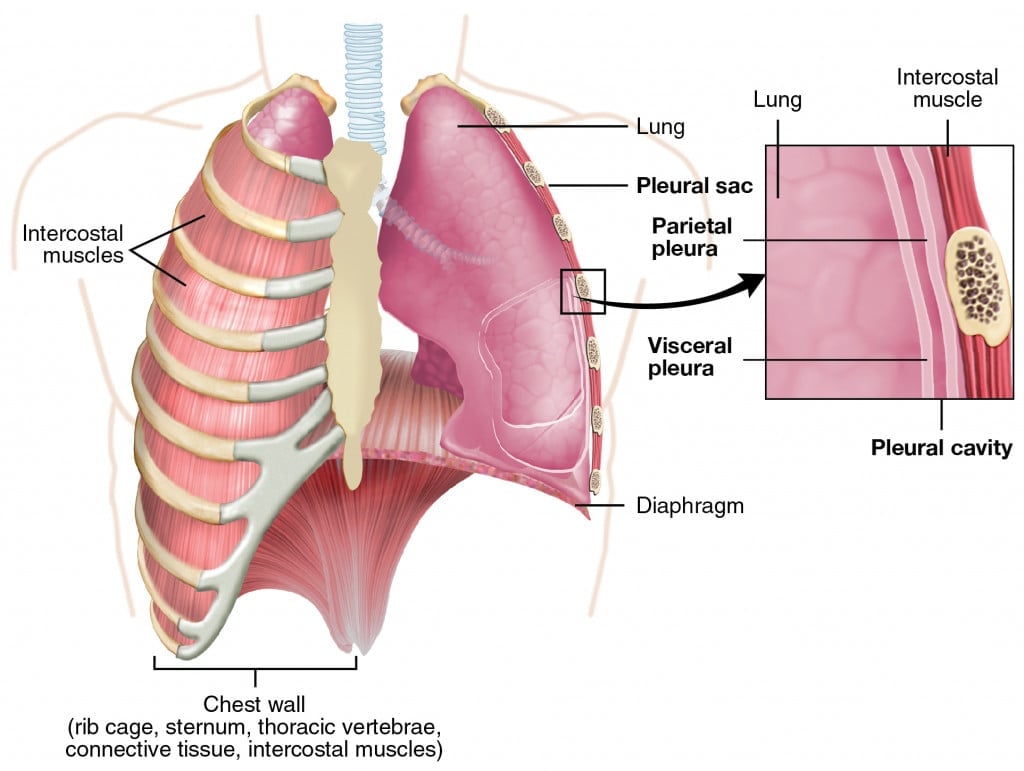 Os músculos dos pulmões.
