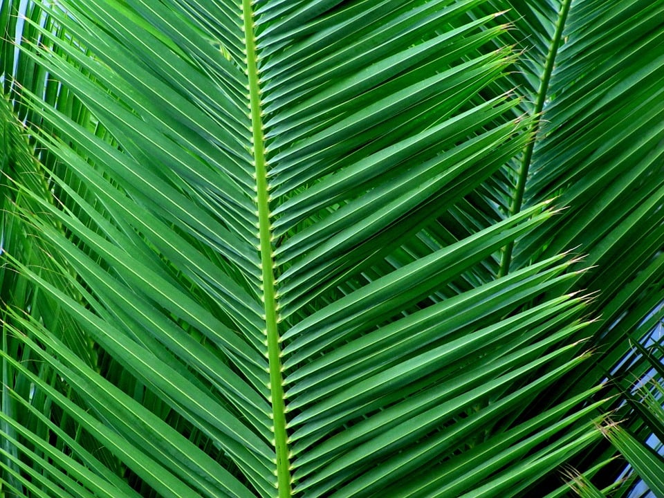 palm leaf