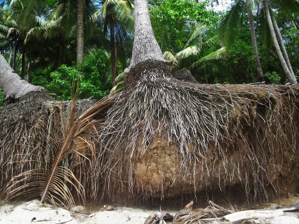 palm tree root