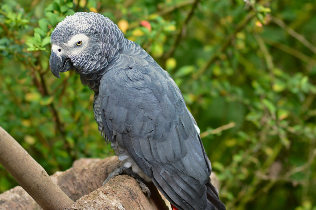 Um papagaio cinzento africano com seu zelador
