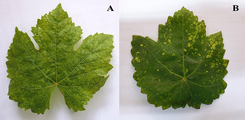 Grapevine yellow speckle viroid