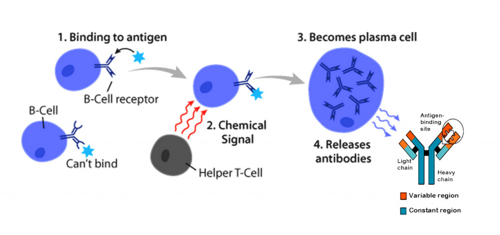 Mecanismo de funcionamento das células B e estrutura de anticorpos.