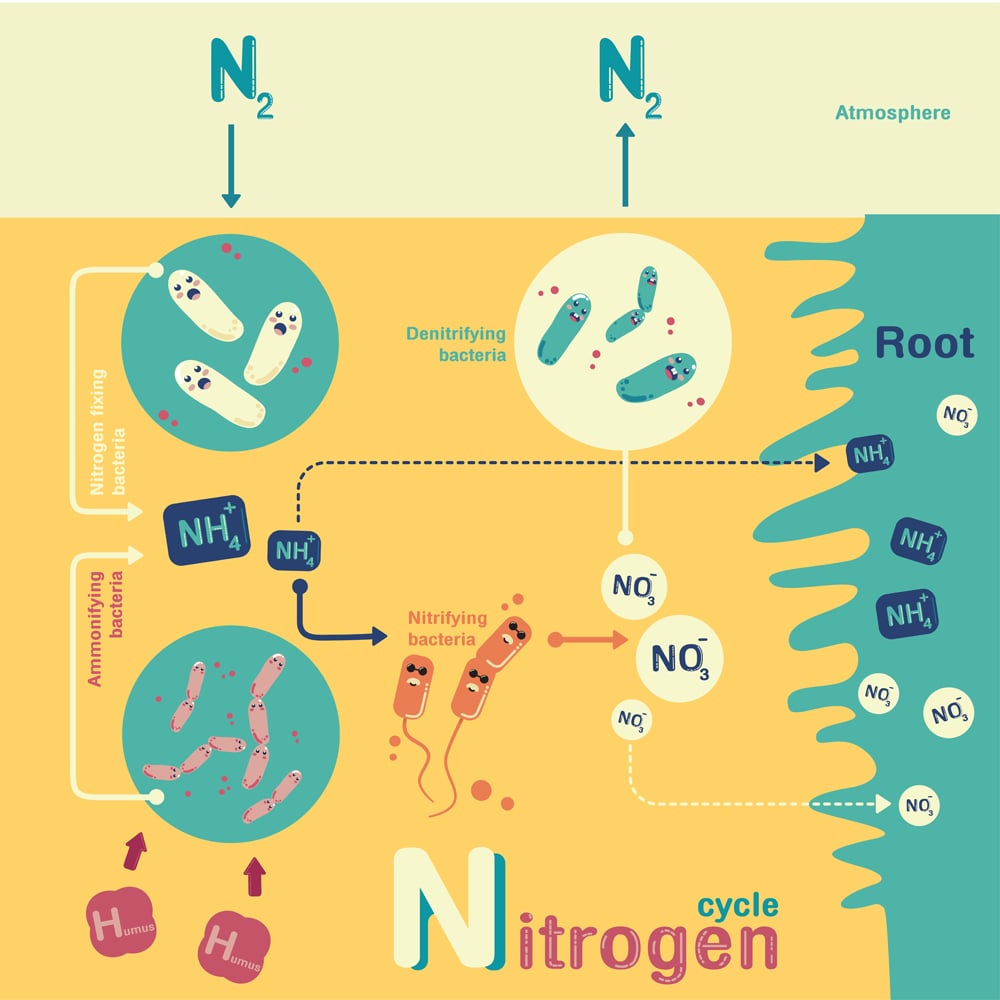 Nitrogen cycle info-graphic cartoon vector