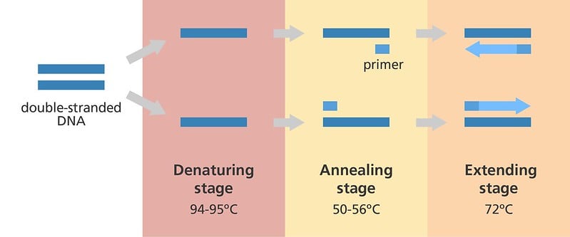 PCR reaction