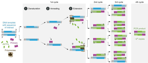 Polymerase chain reaction