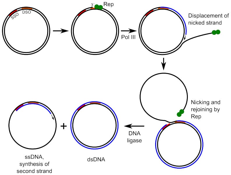 Rolling-circle replication