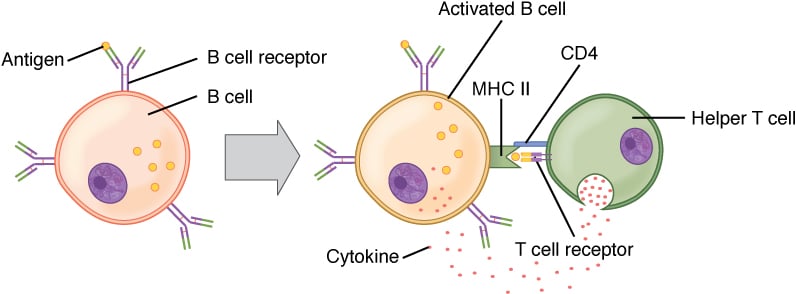 T and B Cell Binding