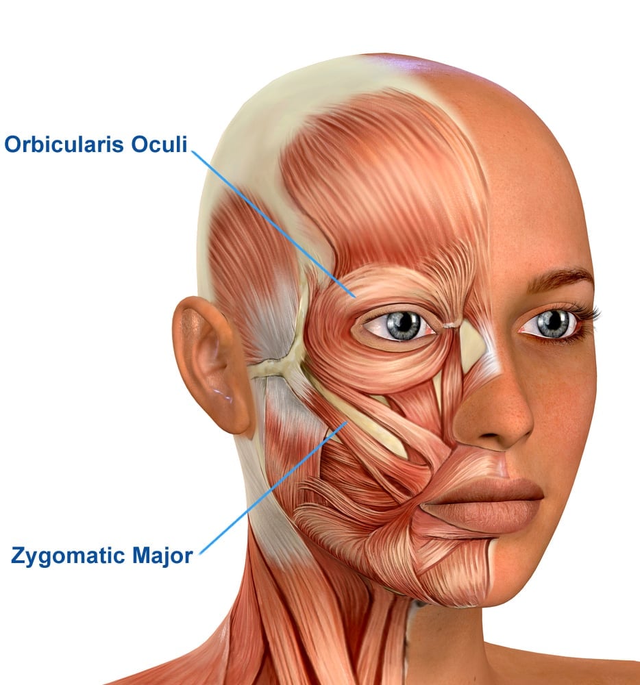 Female Face Muscles Anatomy