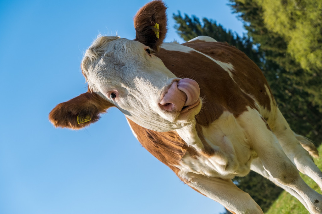vaca