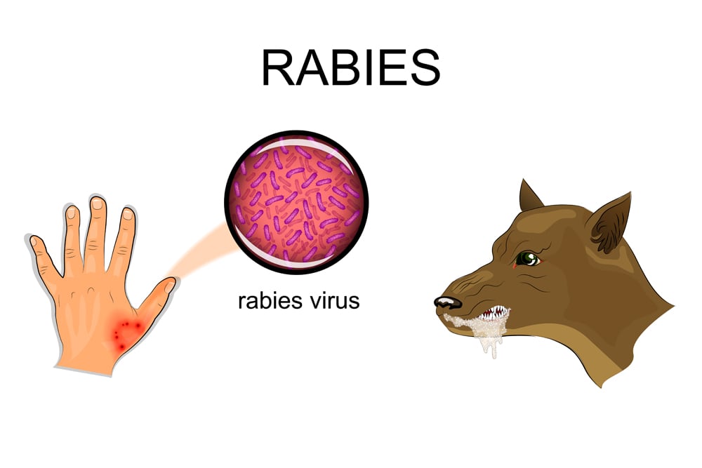 Illustration,Of,A,Dog,Bite,,Sick,Animal,,The,Rabies,Virus