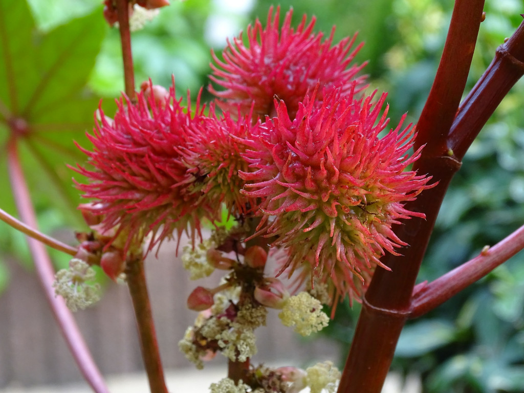 ricinus