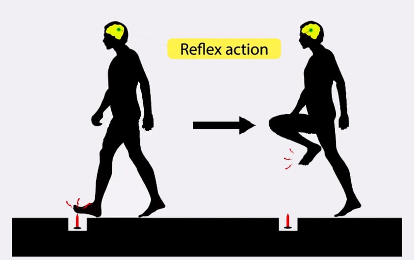 An example of reflex action