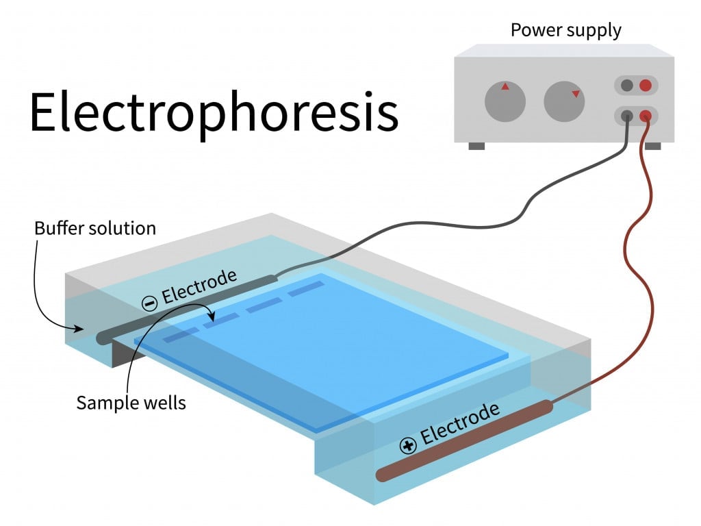 Electrophoresis chamber with power supply electrode submerged in the buffer solution and sample gel in placed