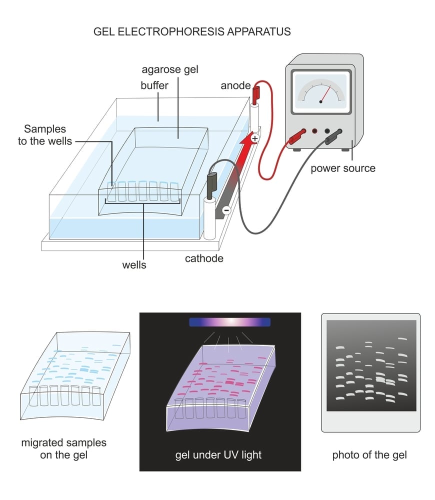 Gel,Electrophoresis,Is,A,Technique,For,Separating,Molecules,Such,As