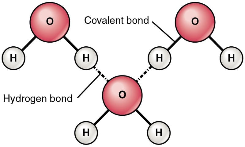 Hydrogen Bonds Between Water Molecules