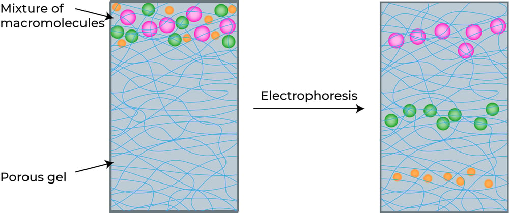 Sds-page,Electrophoresis,(polyacrylamide,Gel,Electrophoresis)