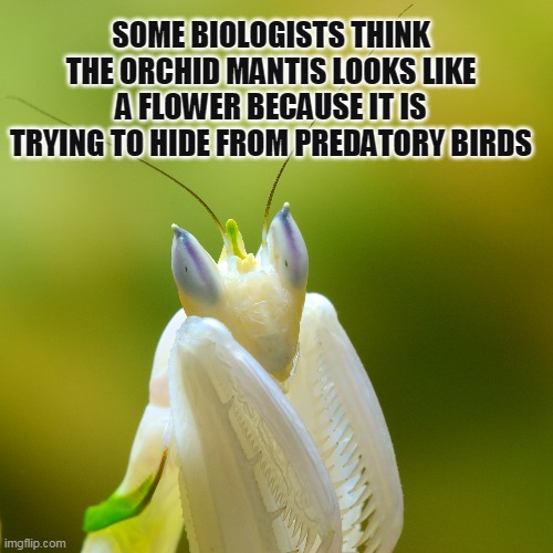 Alguns biólogos acham que o louva-a-deus orquídea se parece com uma flor porque está tentando se esconder de pássaros predadores