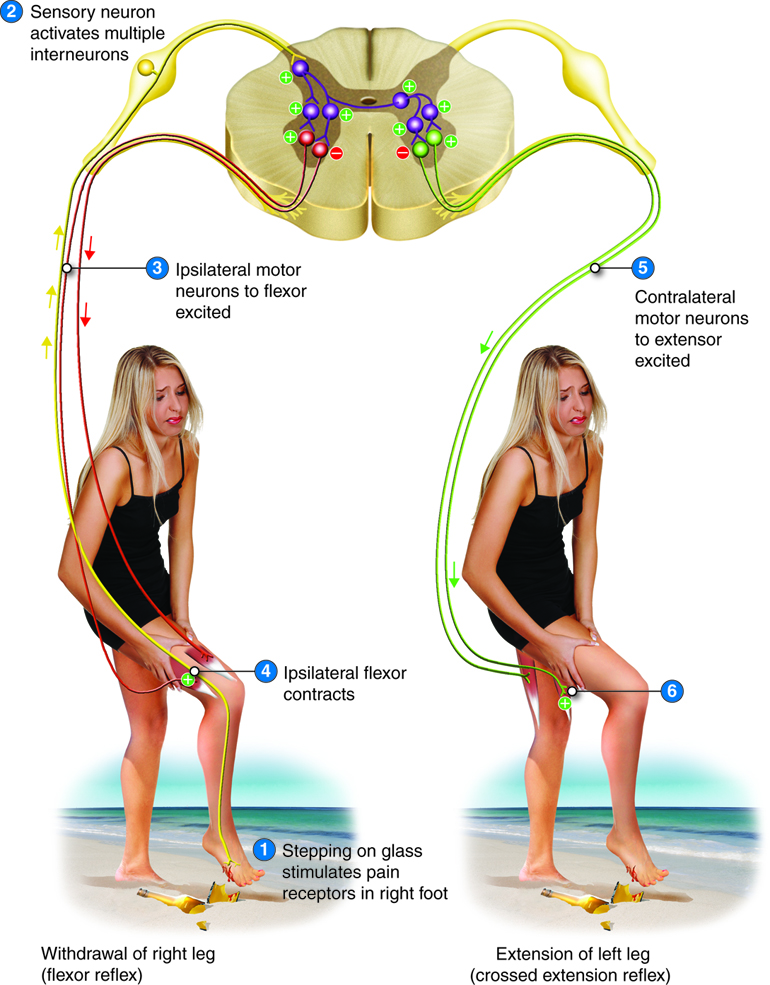 The structure of a simple reflex arc