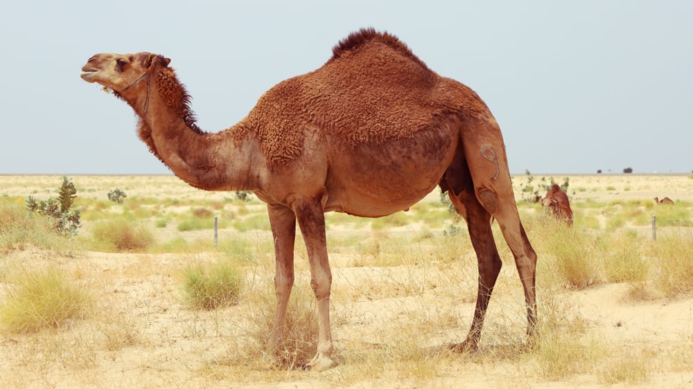 camelo-em-uma-fazenda-deserto-animal-SWBHYAC