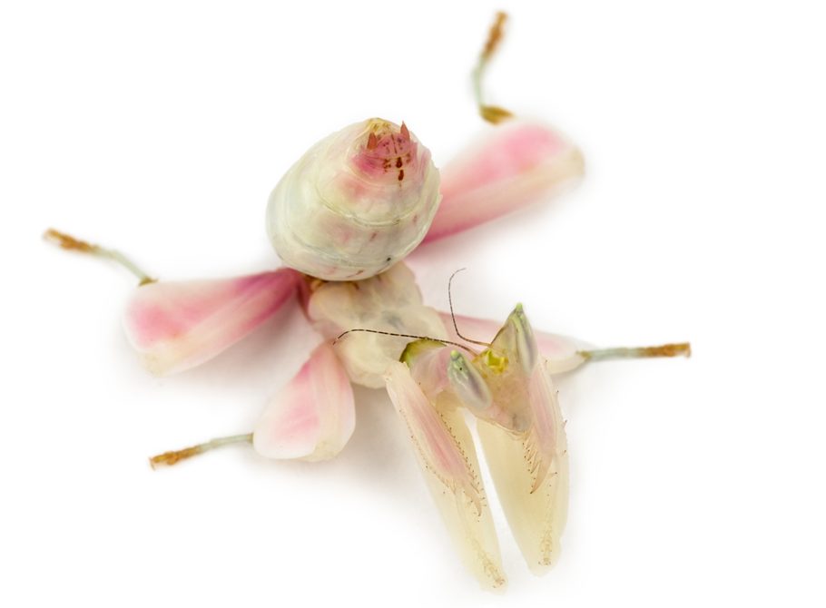 Female praying mantis, orchid mantis, isolated on white
