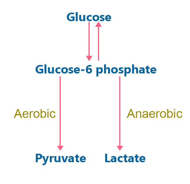 glucose metabolism