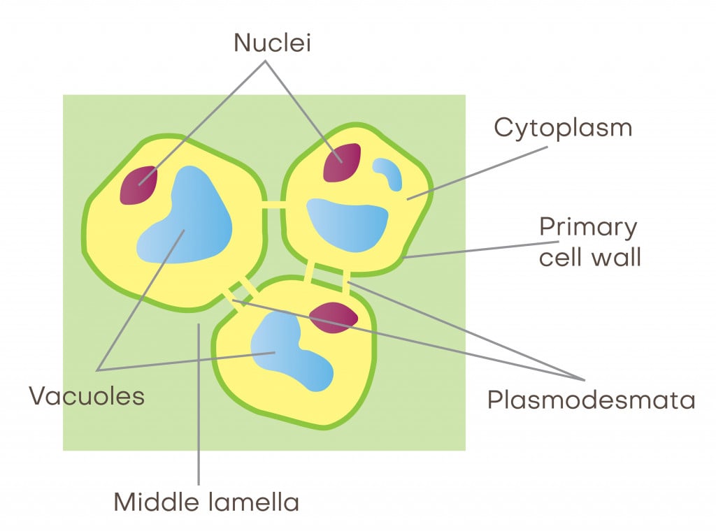 plasmodesmata