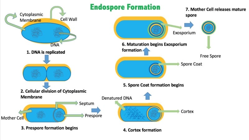 Formação de endósporos