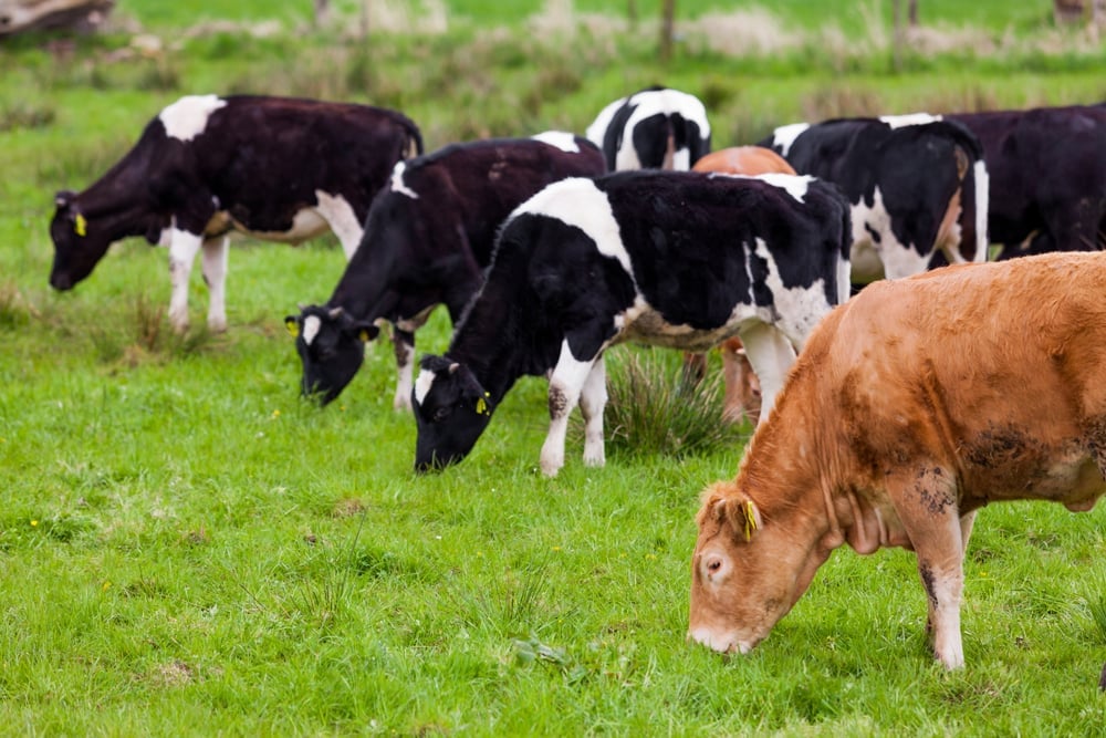 Herd of cows. Cows on the field