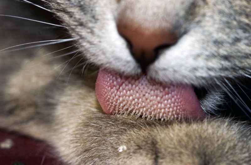 Macro de língua de gato