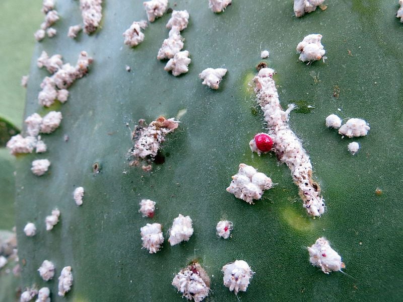 Cochineal Bugs on Prickly Pear