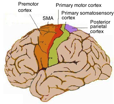 Human motor cortex