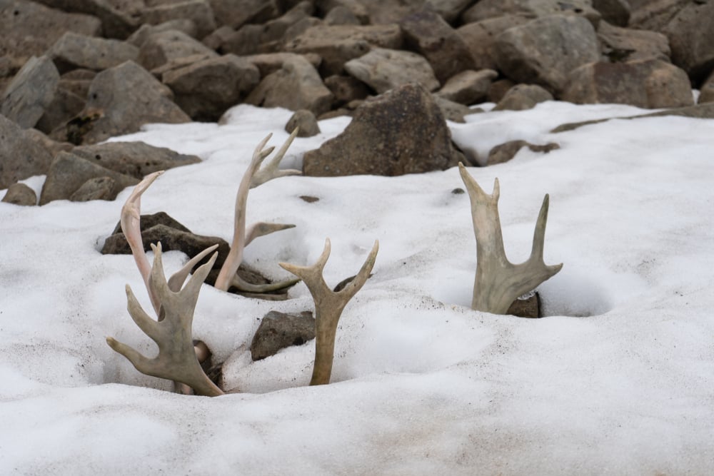 Melting,Snow,,Revealing,A,Frozen,Reindeer,Skull,With,Antlers,Attached