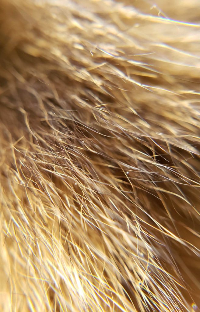 pêlo-de-gato-guarda-pêlos-subpelo