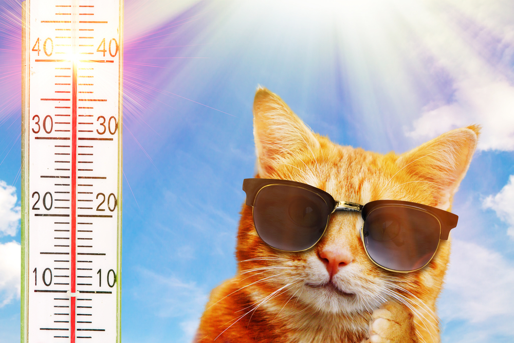 Cat,With,Sunglasses,On,A,Very,Hot,Day