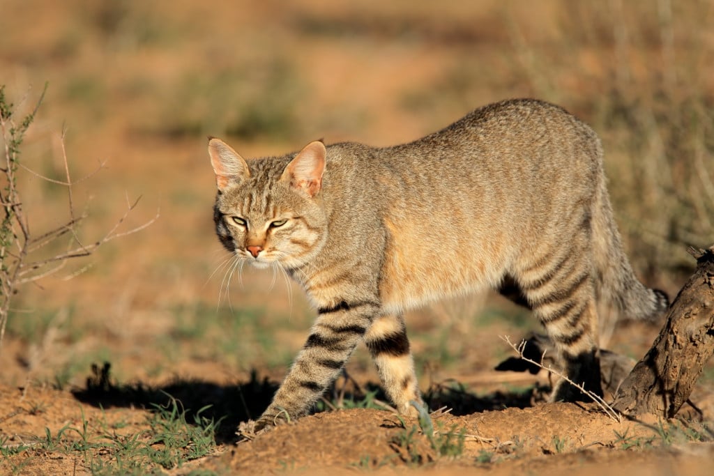 natureza-gato-mamífero-predador-carnívoro-áfrica-do-sul-gato-selvagem-kalahari-gato-selvagem-africano-kgalagadi_t20_PJQ46d