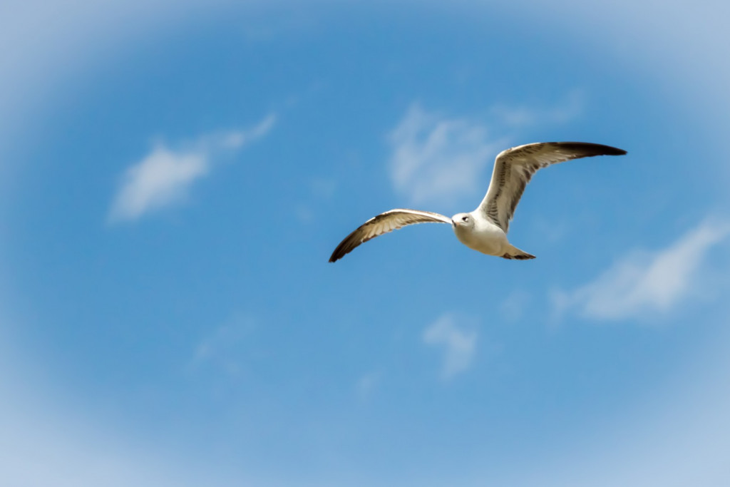 seagull-in-flight_t20_8BJgkj