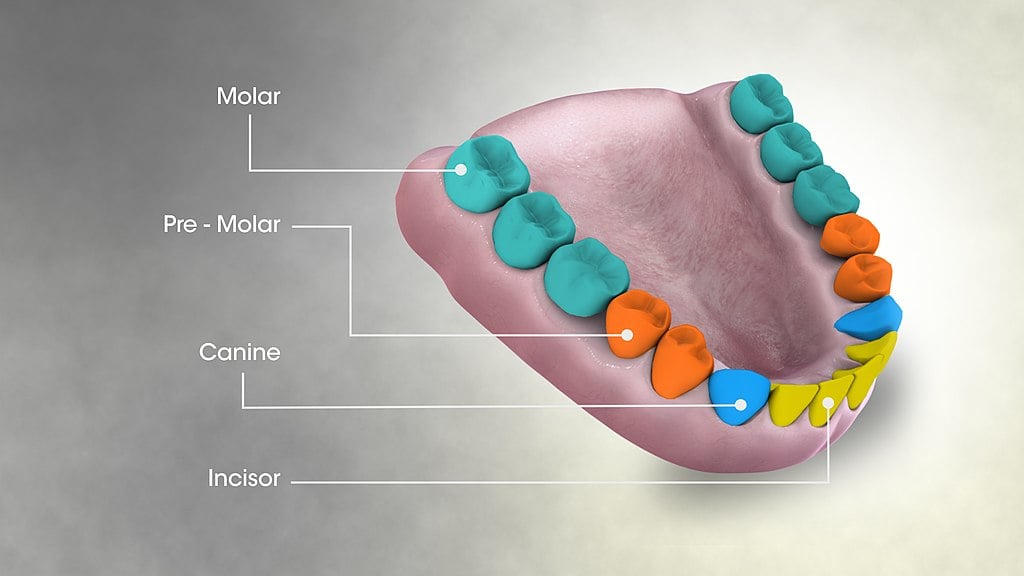 Animação médica em 3D ainda mostrando tipos de dentes