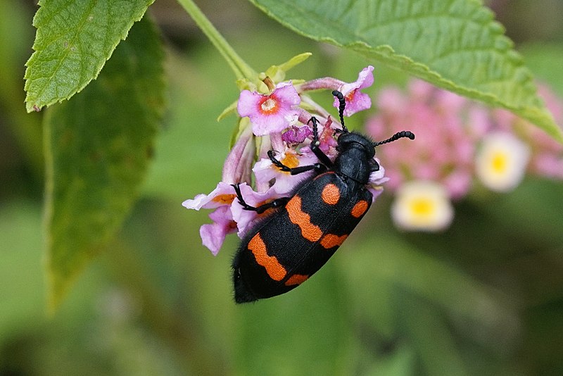 Blister beetle