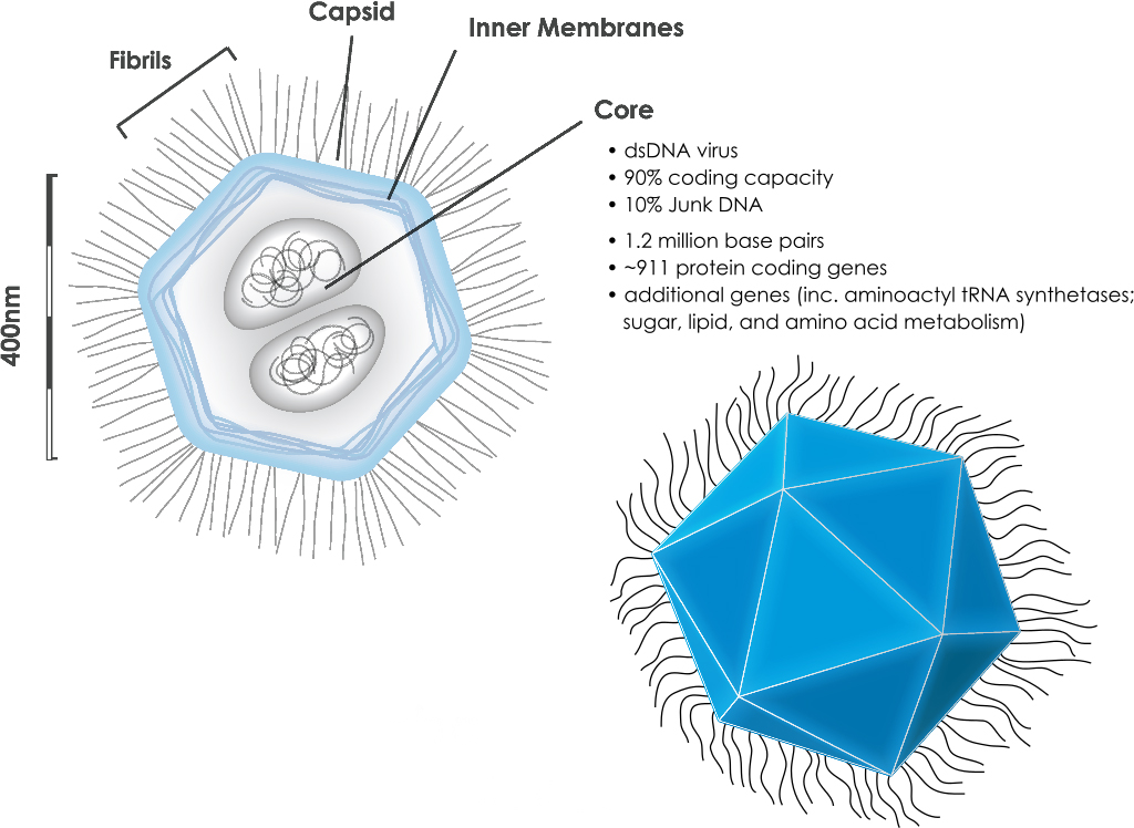 Mimivirus