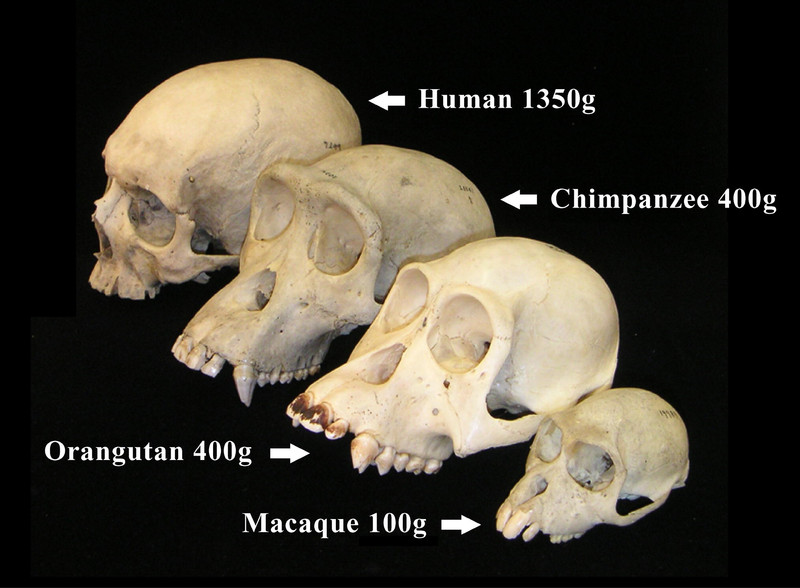 Primate skull series with legend
