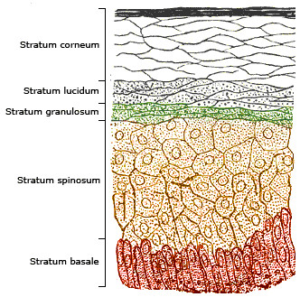 Skin layers