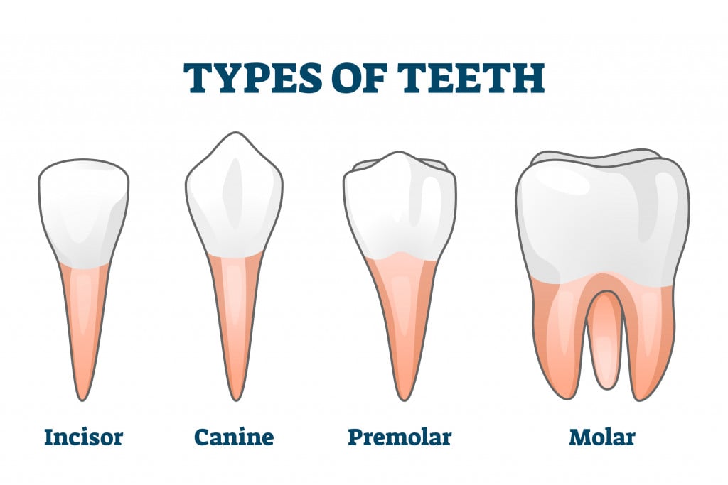 Ilustração vetorial de tipos de dentes