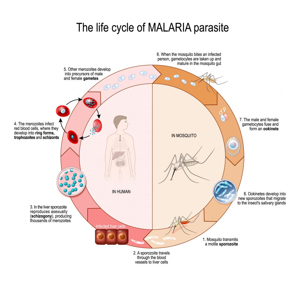 The life cycle of MALARIA parasite.