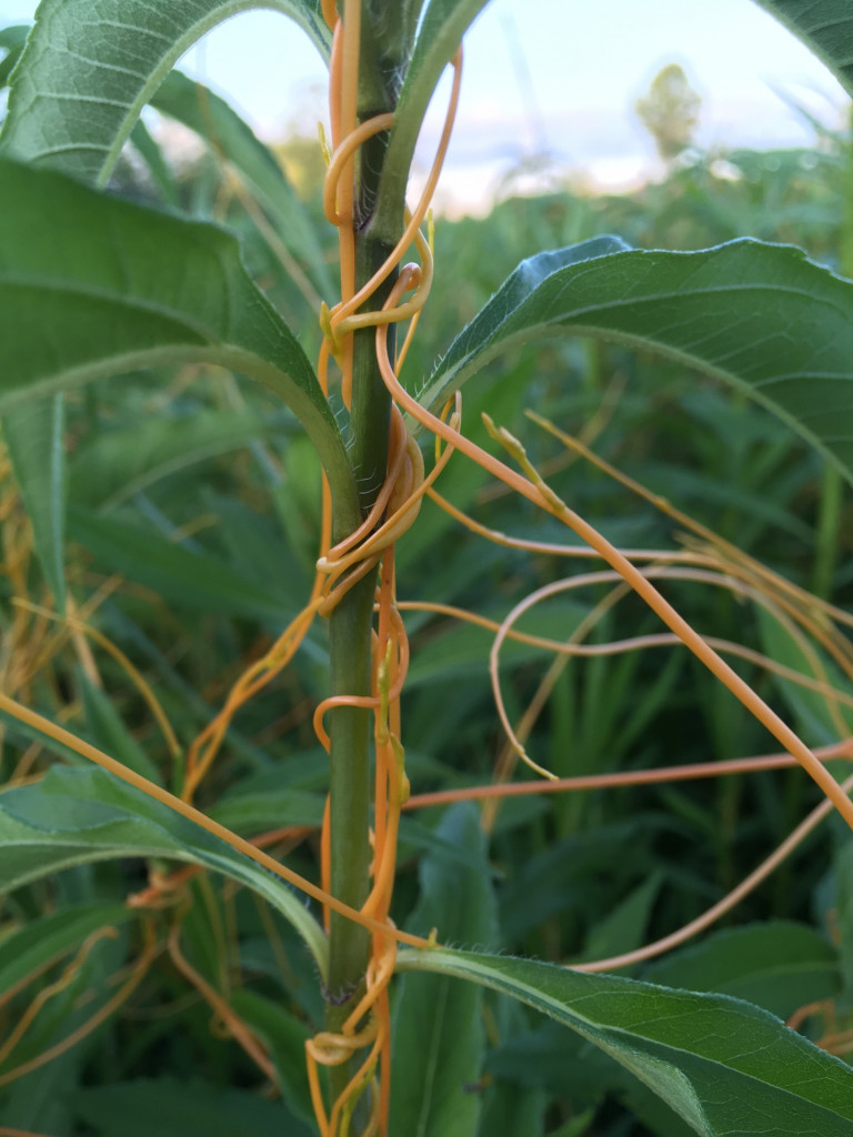 dodder-vine-in-a-northern-illinois-prairie_t20_LQ1zwn