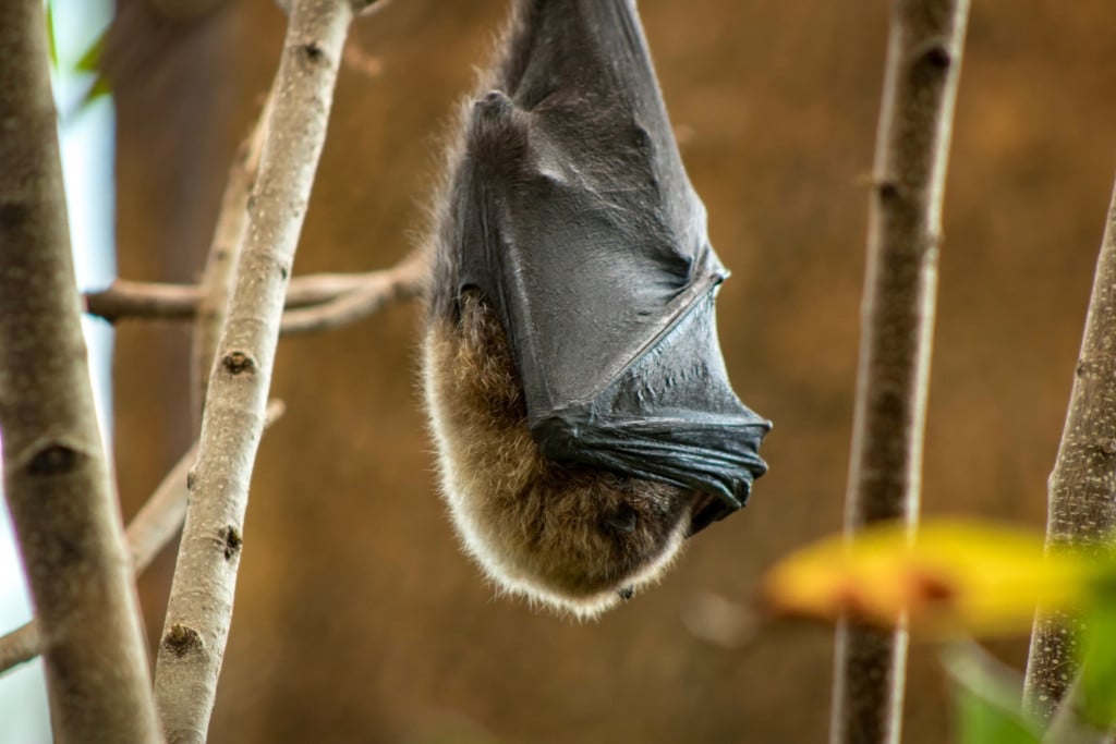 hang-sleeping-bat-central-park-zoo_t20_Xzkjw3