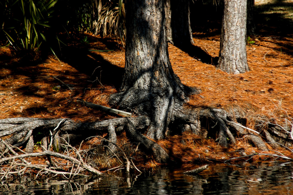 natureza