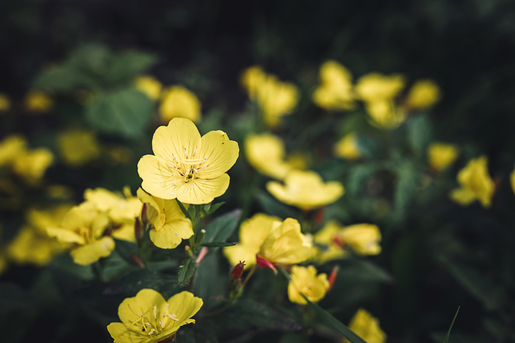 oenothera-biennis-or-donkey-or-evening-primrose-yellow-flower-bush-in-full-bloom-on-a-background-of_t20_ypWbL6