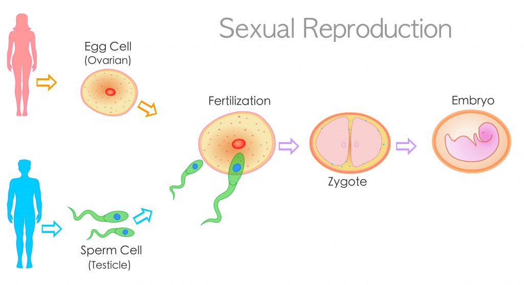 sexual-reproduction-stages-steps-levels-fertilization